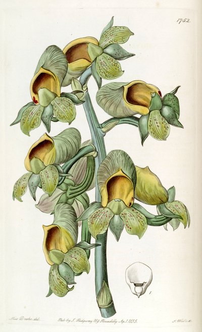 Catasetum cernuum (als syn. Monachanthus viridis) door Miss Drake